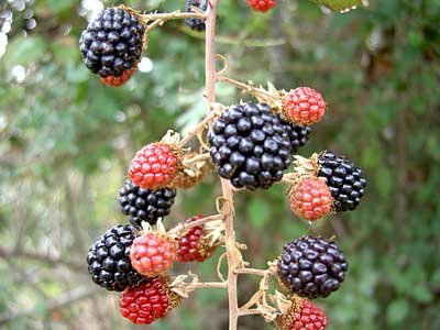 MORAS CERCA DE "FRONT�N" EN ARBANI�S